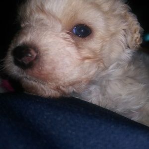 Meet your Posher, Daisy